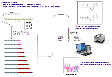 Sanger Sequencing