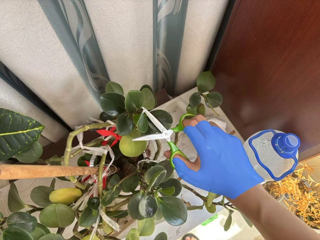 Cut the plant leaves with the scissors