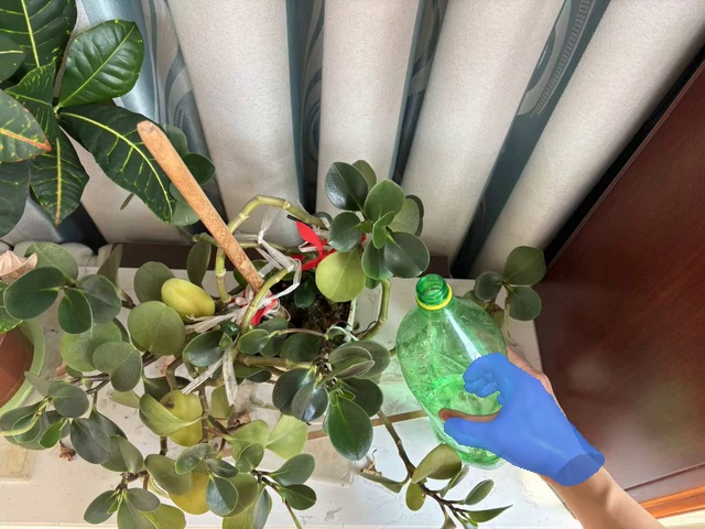 Pour water on the plant.