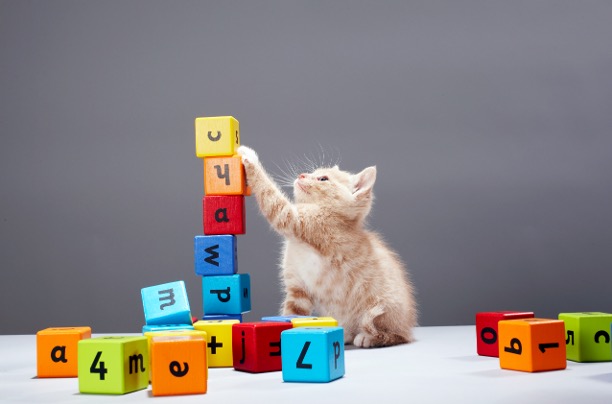 A photograph of a tabby cat stacking children's blocks. The blocks are multiple colors and have letters and numbers.